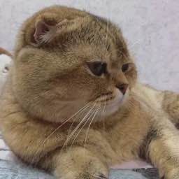 Вязка! Zot olishga