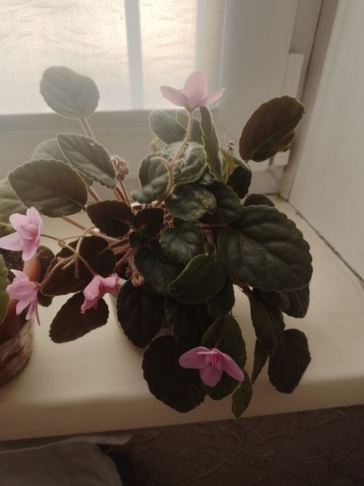 Продам цветы за 500 тенге штука