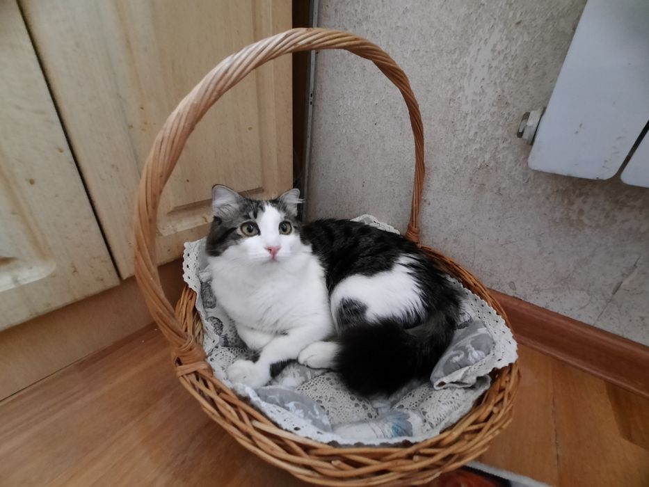 Молодой кот 7 месяцев