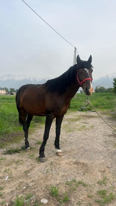 Айғыр сатамын көкпарға