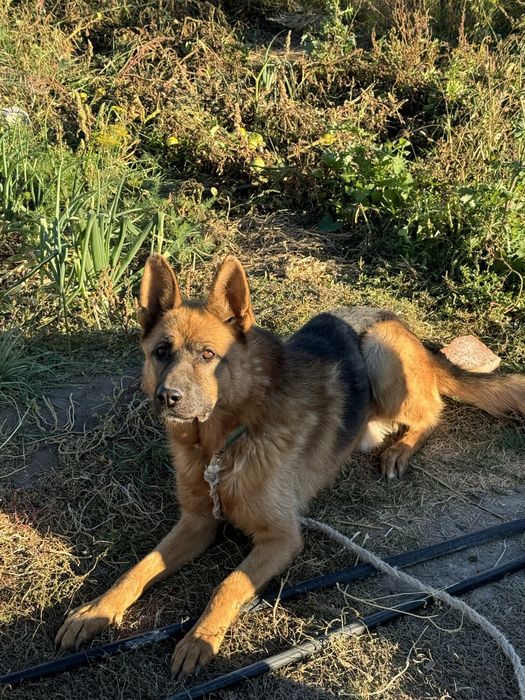 Отдам в Добрые Руки Немецкую Овчарку