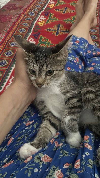 отдам кота бесплатно