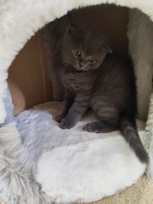 Скотиш фольд мальчик