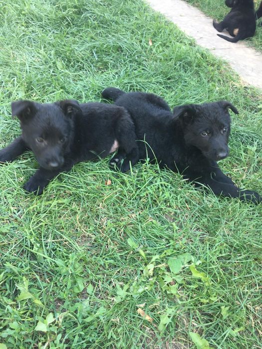 Dresaj canin și pui