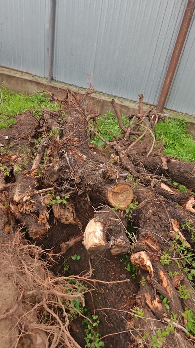 Дрова, пеньки карагач