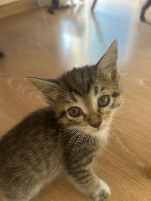 Отдам котят  в хорошие руки