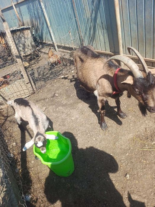 Vând capră alpină