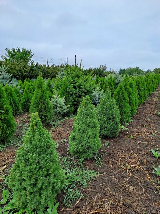 Tuia Smaragd  de vînzare 60-150 cm