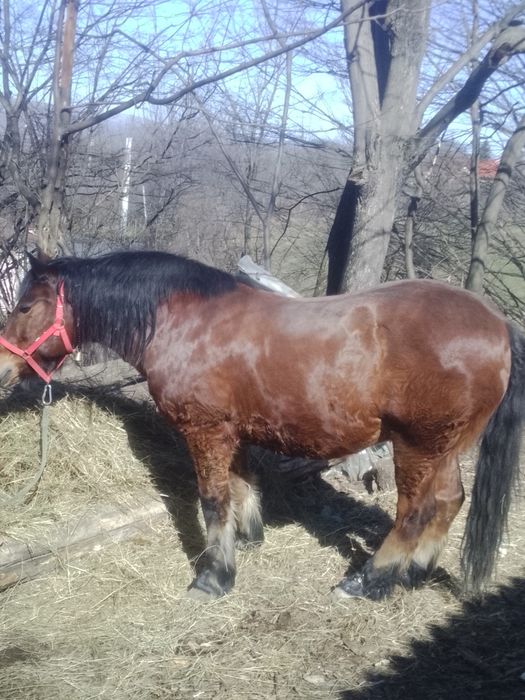 Cal castrat de vânzare
