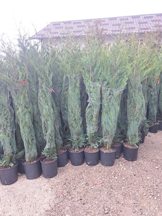 Tuia/Magnoli/Brazi/Mesteacan/Platani/Tei