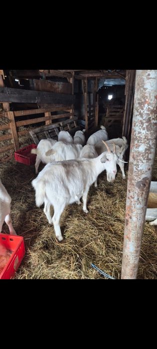 Vând capre sannen gestante