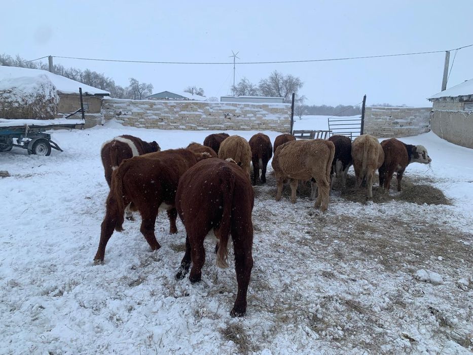 Ірі қара малдар сатылады.