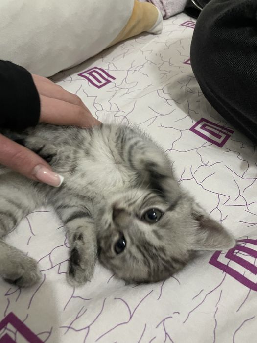 Котенок девочка