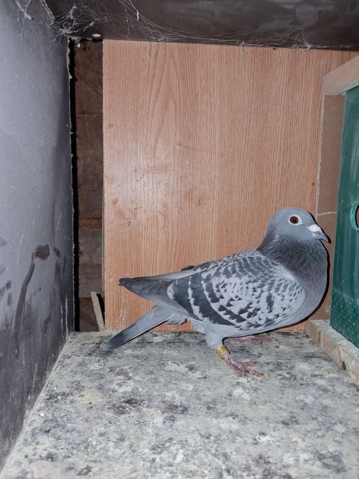 Porumbei cu pedigree