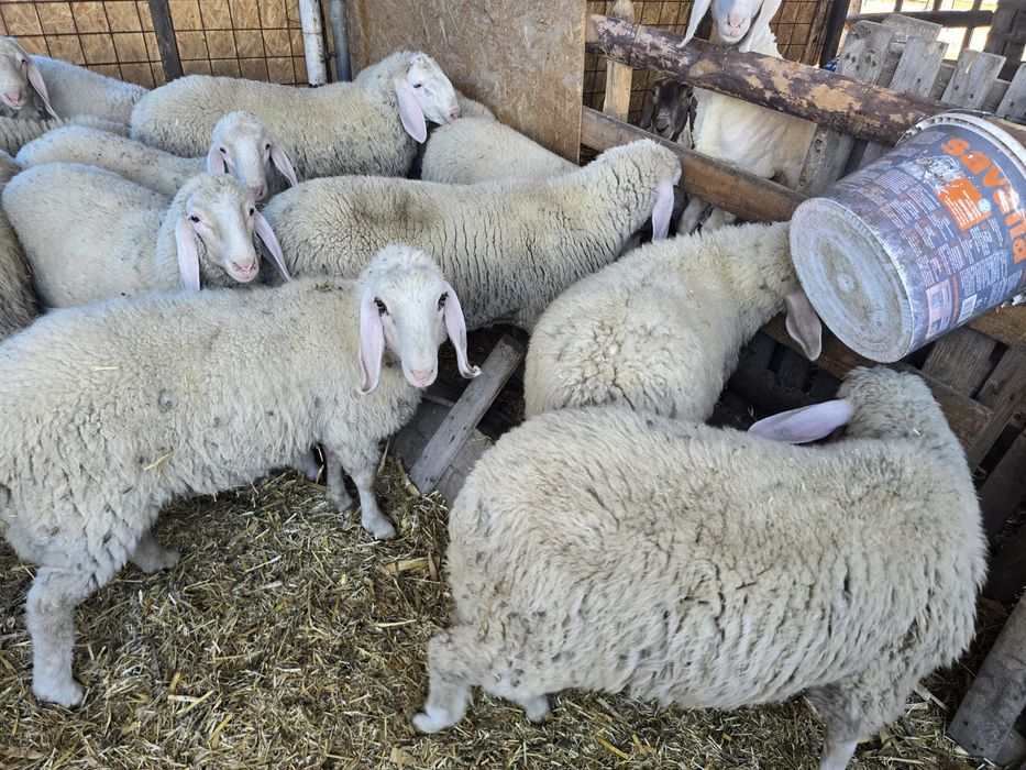 Mielute si berbecuti bergamasca