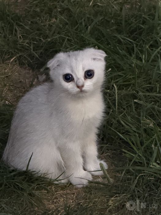 Тоза кон Серебристая шиншилла скоттиш страйт, фолд