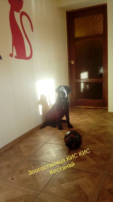 Зоогостиница КИС-КИС