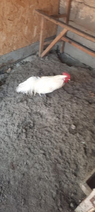 Тауықтар адлер кушин