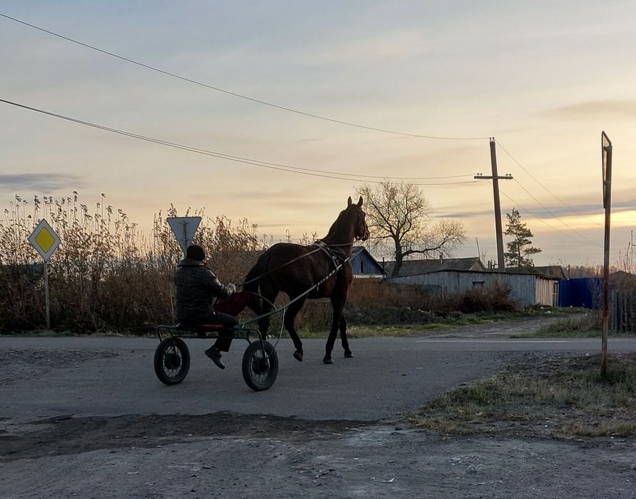 Продам жеребца иноходец