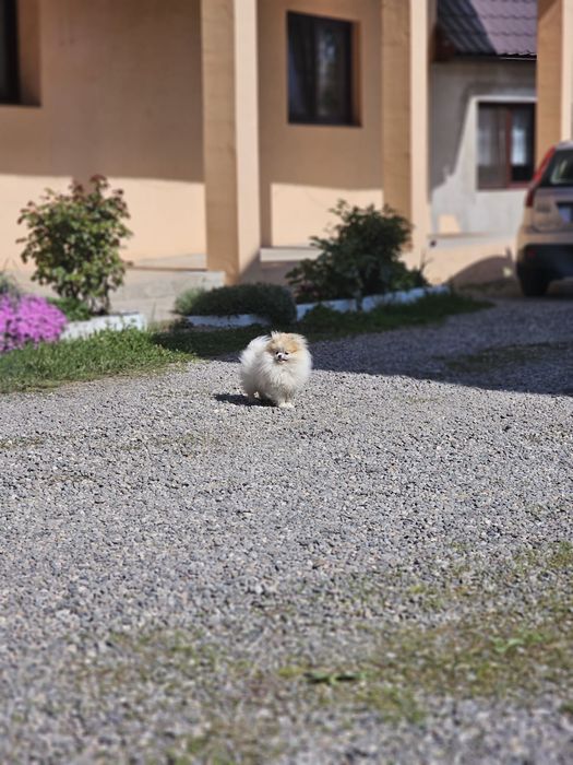 Pomeranian Femelă