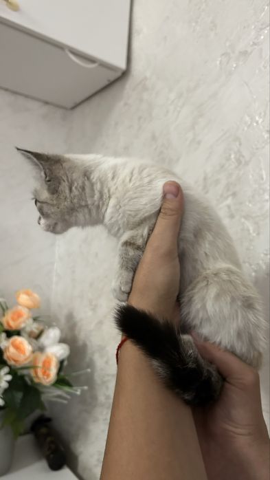 Найдена кошечка
