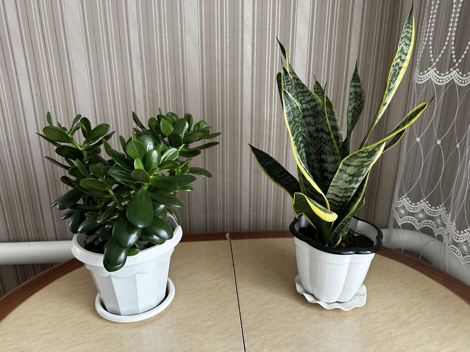 Продам денежное дерево