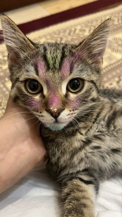 Отдам котенка 6 мес