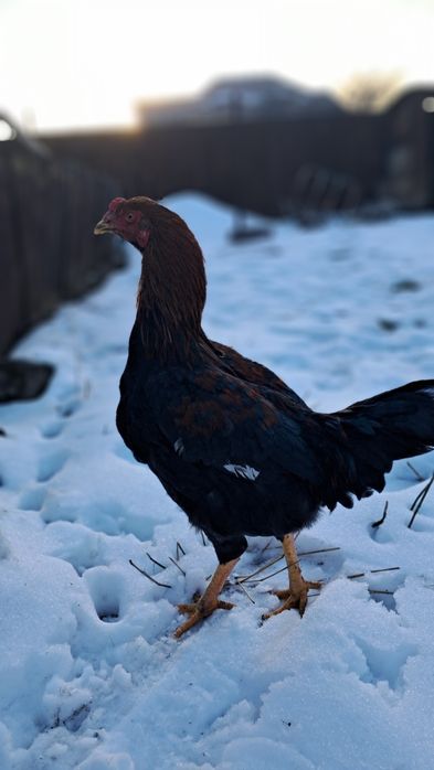 Дакан курица и петух