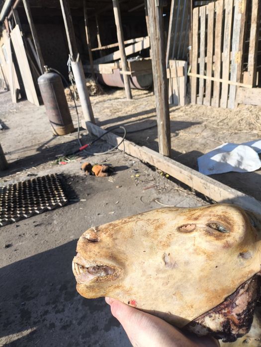 Чищенные бараньи головы