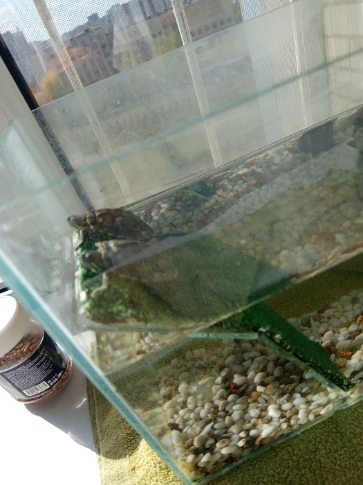 Краснаухая черепаха Срочно!!!