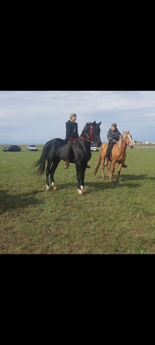 ЧК лошади аттар.