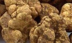 Уред за търсене на бял трюфел магнатум пико electronic truffle finder