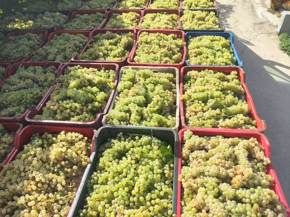 Vând Struguri de vin