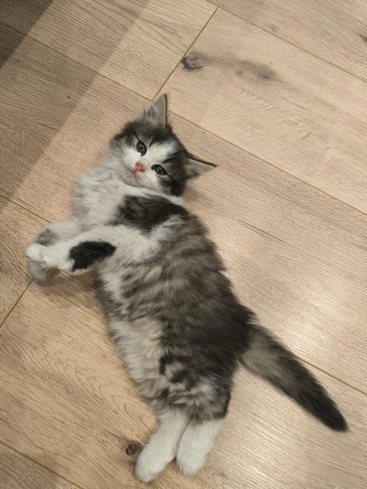 Котёнок ищет дом