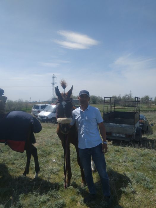 Жылқы дөнен үш жасқа шығады