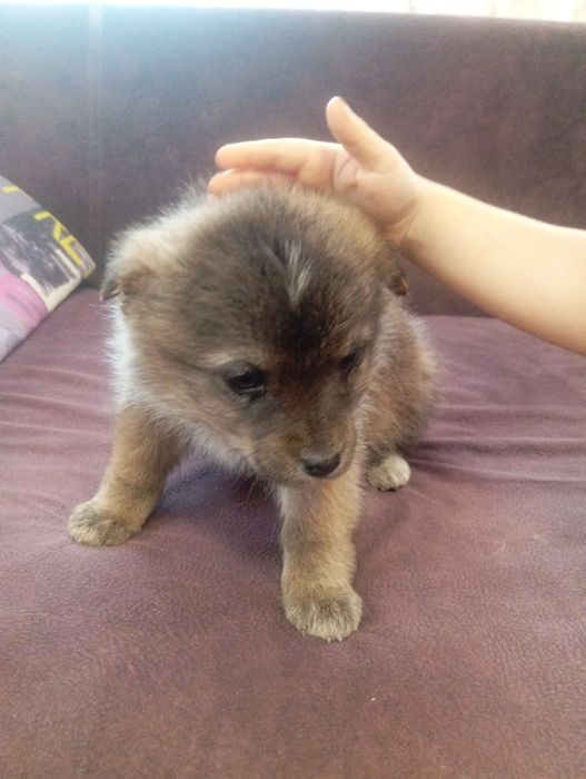 Отдам в добрые руки щенков болонки