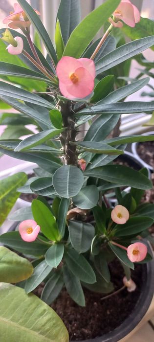 Молочаи эуфорбия