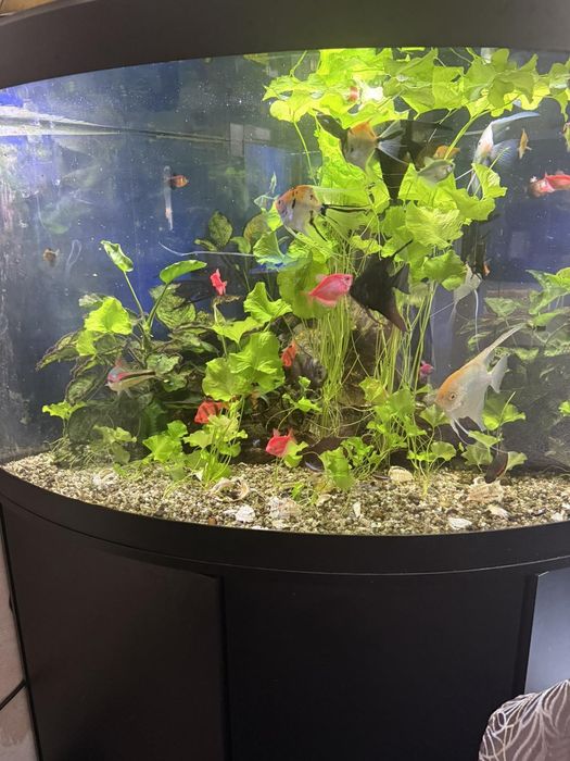 Ъглов Аквариум 350л