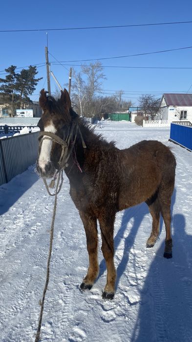 Продается байтал