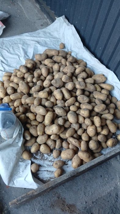 Картошка хорошая