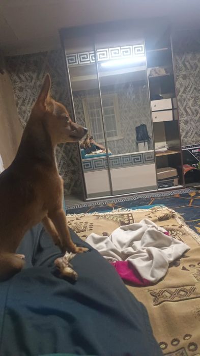 Продаем девочку в хорошие руки