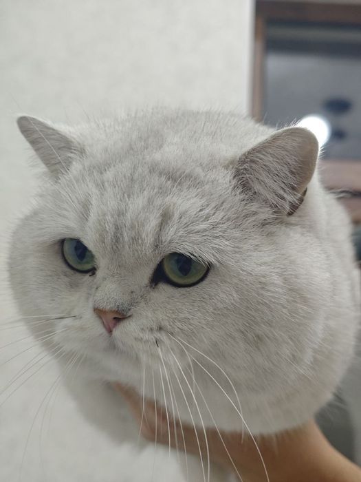 Premium class молодой Британский кот приглашает