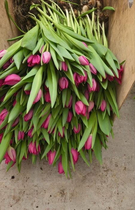 Тюльпаны в Караганде - опт и розница