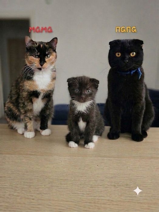 Ищем любящий дом для наших чудесных котенку.