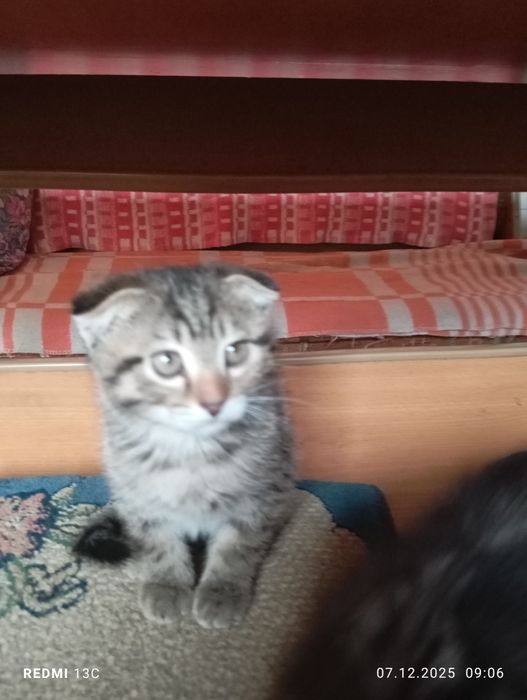 Отдам даром котят