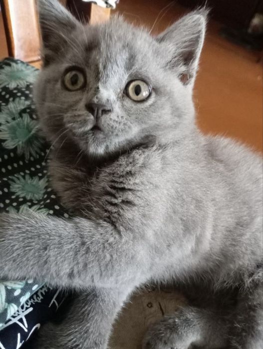 мушук скотиш фолд кошка
