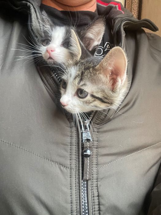 Котята бесплатно