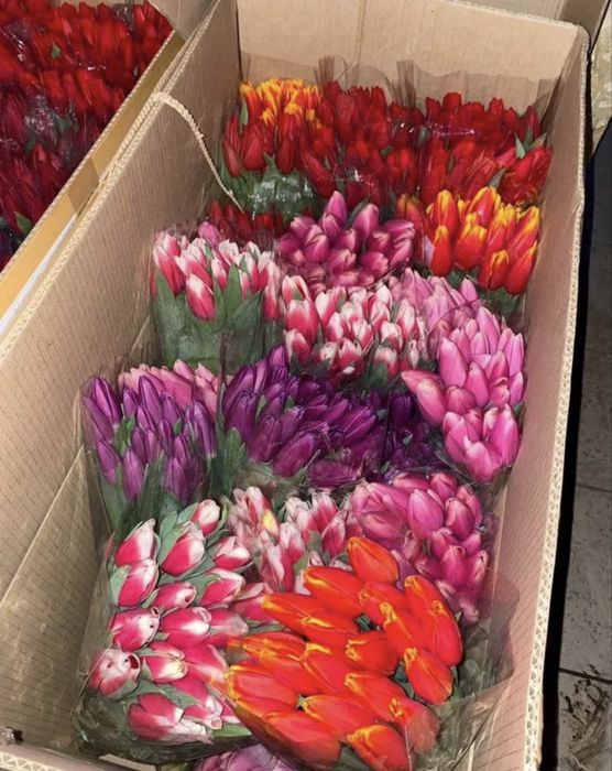 Тюльпаны крупные, предзаказ к 8 марта