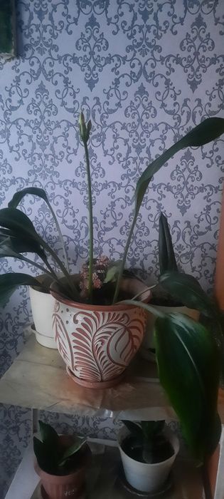 Продам комнатные растения