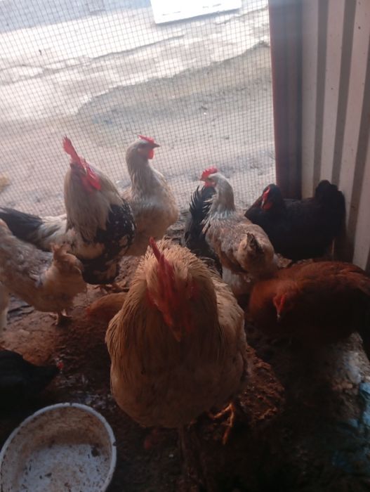 Zotdor uy xoʻrozlari